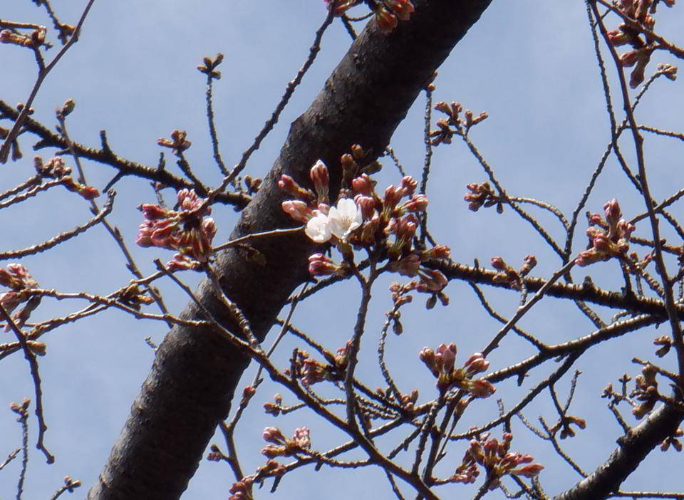 三ツ沢公園サクラ開花情報【2022年3月23日】の写真