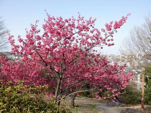 わんぱく広場(子どもの遊び場)付近の樹木
