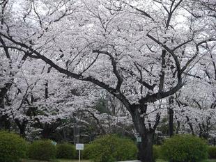 三ツ沢公園サクラ開花状況【2022年3月29日】