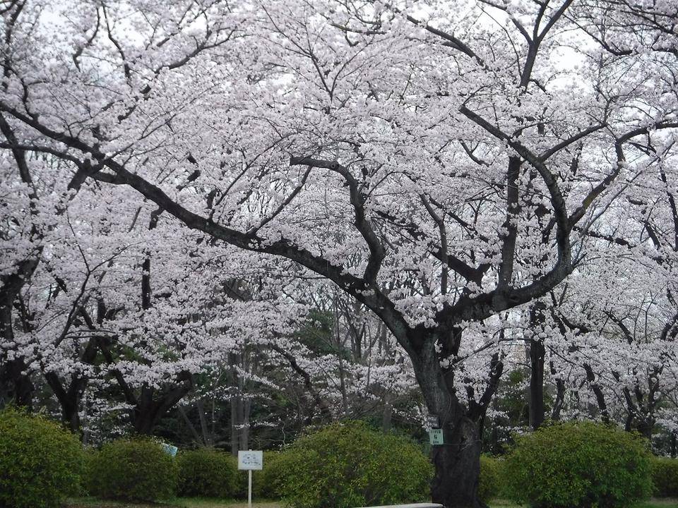 三ツ沢公園サクラ開花状況【2022年3月29日】の写真