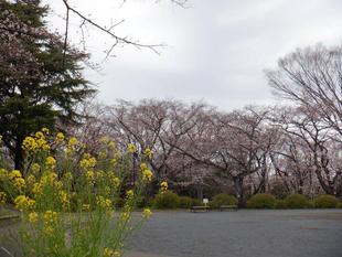 三ツ沢公園サクラ開花情報【2022年3月26日】