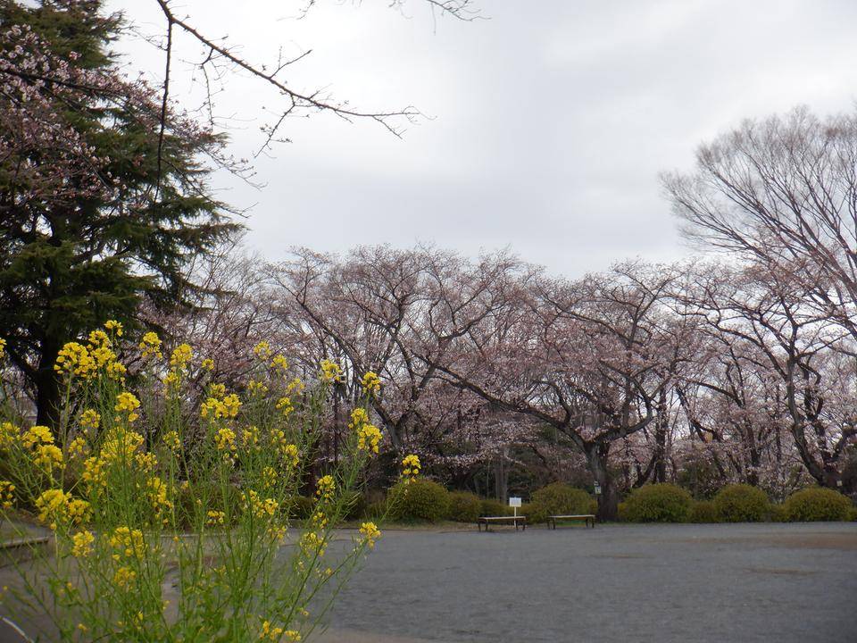 三ツ沢公園サクラ開花情報【2022年3月26日】の写真