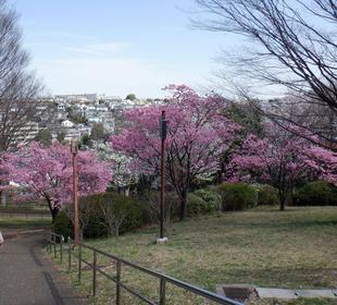 わんぱく広場あたりの木々