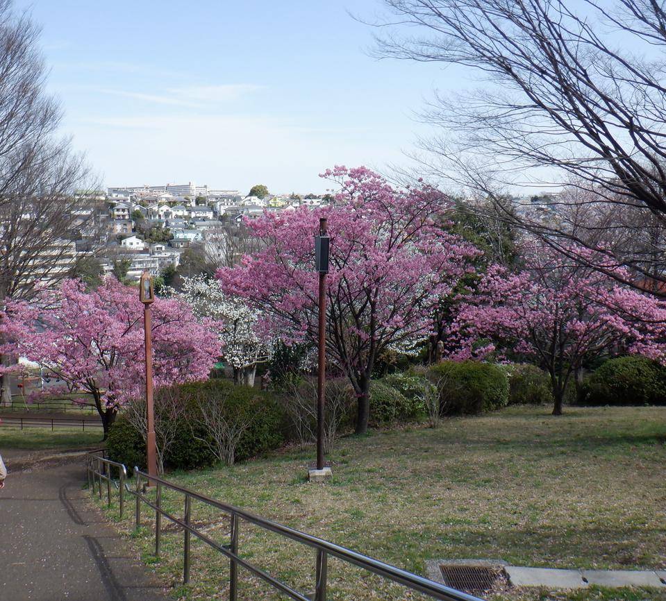 わんぱく広場あたりの木々の写真