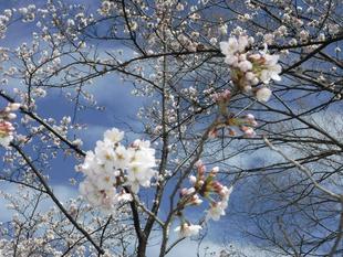 三ツ沢公園サクラ開花情報【2022年3月27日】