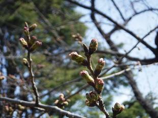 三ツ沢公園サクラ開花情報【2022年3月17日】
