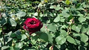 ナチュラルスティックガーデン （ロータリー花壇）～６