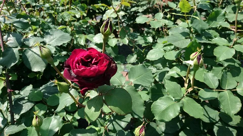 ナチュラルスティックガーデン (ロータリー花壇)~6の写真