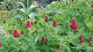 ナチュラルスティックガーデン（ロータリー花壇）～3