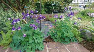 ナチュラルスティックガーデン（ロータリー花壇）～１