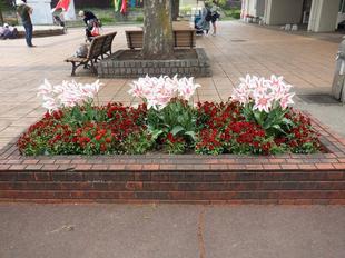 第一レスト前花壇