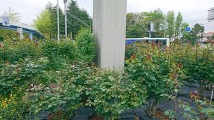 ナチュラルスティックガーデン（ロータリー花壇）～４