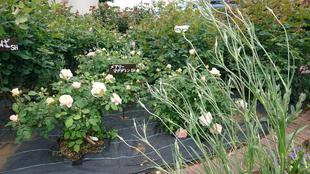 ナチュラルスティックガーデンの除草