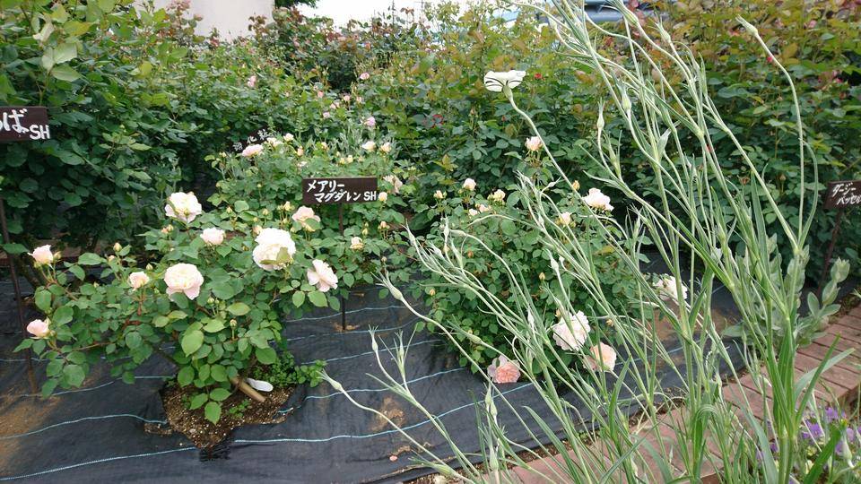 ナチュラルスティックガーデンの除草の写真