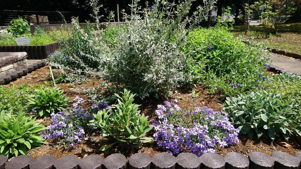 ハーブ・宿根草・多年草花壇の写真