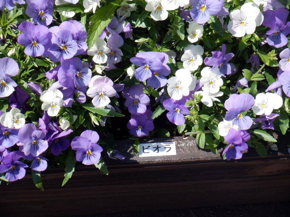 横浜花き展覧会の花々の写真