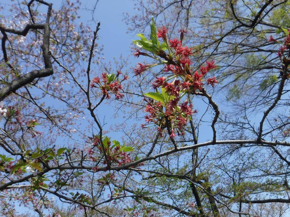 三ツ沢公園サクラ開花状況【2022年4月10日】の写真