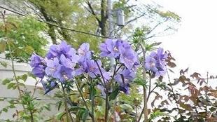 ナチュラルスティックガーデン（ロータリー花壇）～２