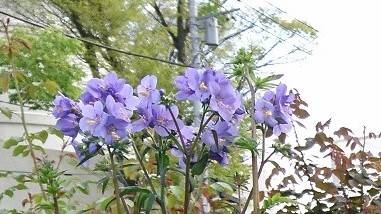 ナチュラルスティックガーデン(ロータリー花壇)~2の写真
