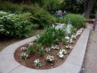 夏の花植え~自由広場