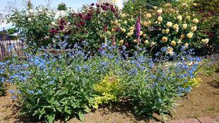 ナチュラルスティックガーデン  (ロータリー花壇)~8