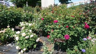 バラの開花状況