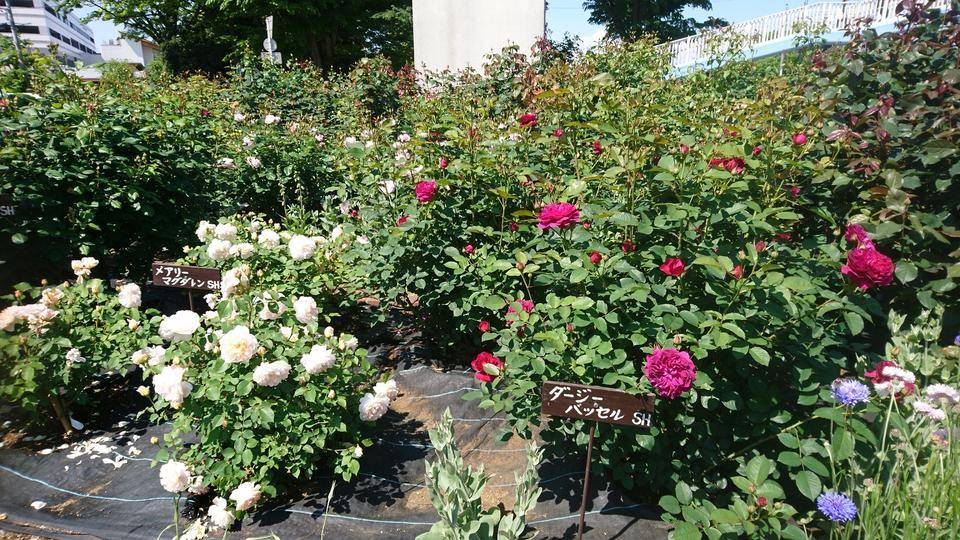 バラの開花状況の写真