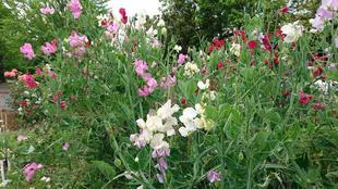 薔薇花壇とスイートピー