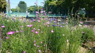 セントーア（矢車草）とアグロステンマ（ムギナデシコ）