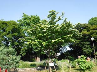 公園内のヤマボウシ