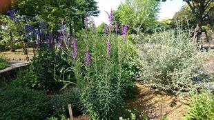 ハーブ・宿根草花壇~1🌿