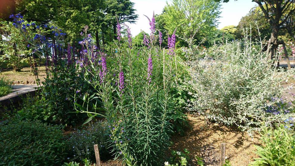 ハーブ・宿根草花壇～1🌿の写真