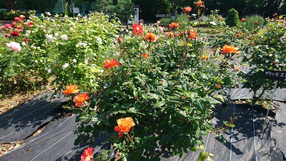 バラ花壇🌹の写真