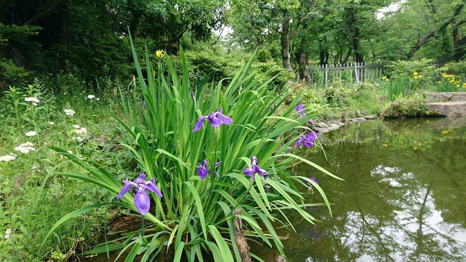 池の周りの花々の写真