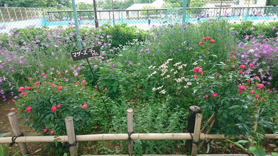 園内の薔薇の写真
