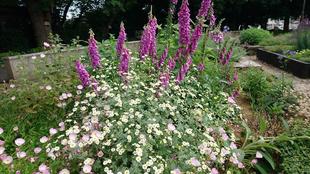 ハーブ・宿根草花壇