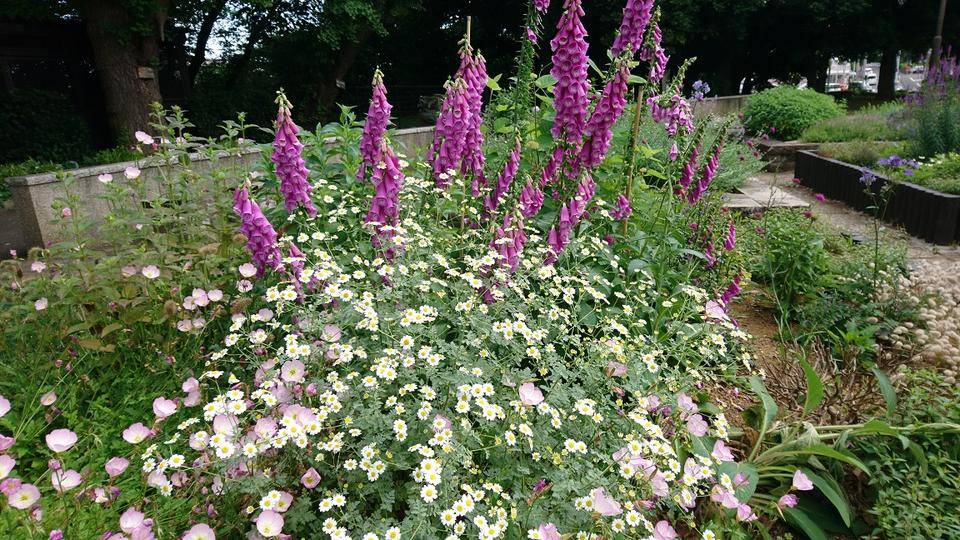 ハーブ・宿根草花壇の写真