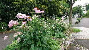 夏花が開花しました! ヘリオプシス(黄)とムラサキバレンギク