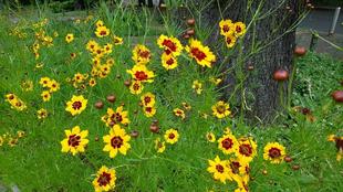 ハルジャギク(一年草)