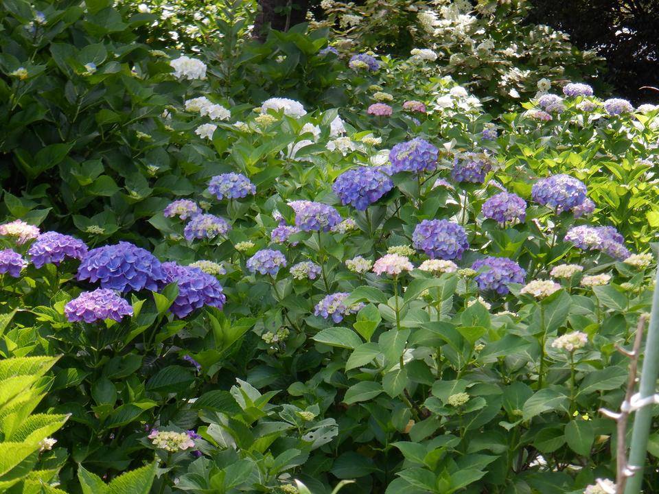 あじさい園の写真