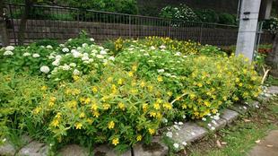 キシンバイ と ビョウヤナギ