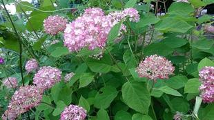 公園内のアナベル