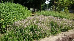 ハーブ・宿根草花壇