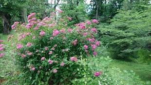 園内のシモツケ