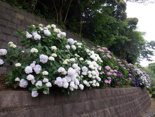 あじさい ~第二レストハウス園路