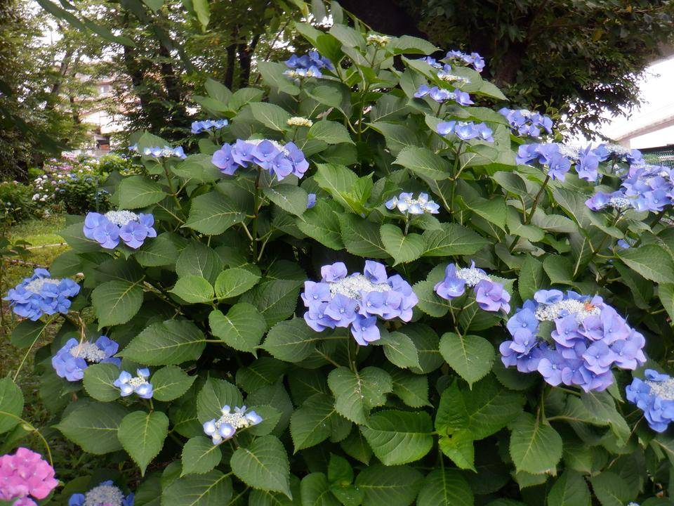 あじさい園（２）の写真