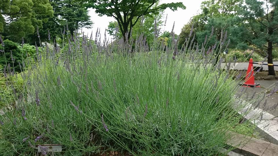 イングリッシュラベンダーが咲きだしました！の写真