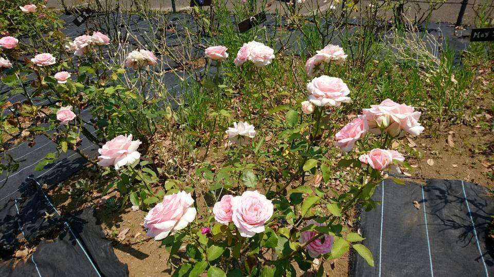 バラ花壇・宿根草花壇の写真