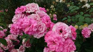 ナチュラルスティックガーデン　薔薇２番花