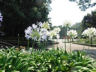 自由広場花壇・新花壇（夏花）